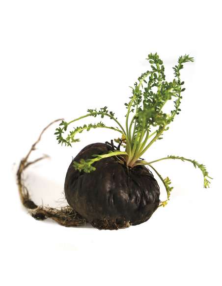 Schwarzer Bio-Maca Schwarzer Bio-Maca